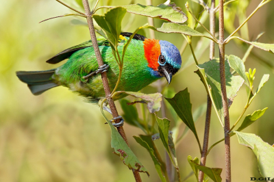 SAÌRA MILITAR (Tangara cyanocephala)